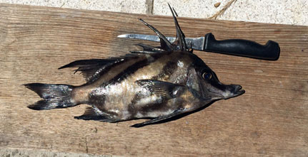 Boarfish1.jpg