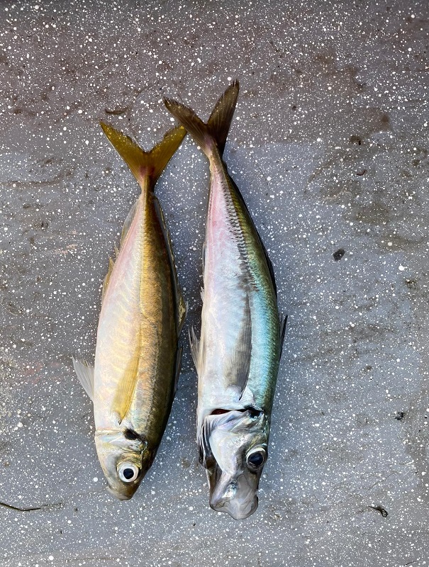 Yellowtail Scad and Jack Mackerel.jpeg