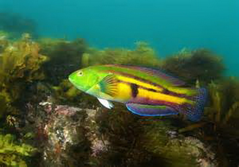 Senator Wrasse(Pictilabrus laticlavius).jpg