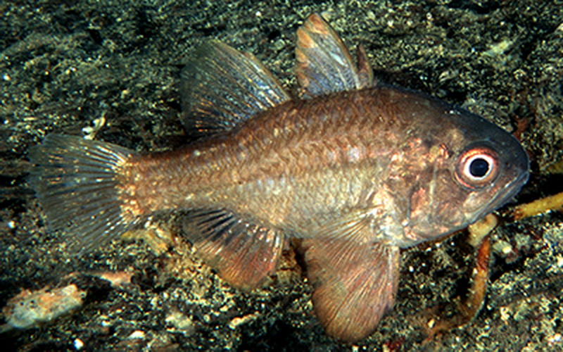 Southern Cardinalfish(Vincientia conspersa).jpg