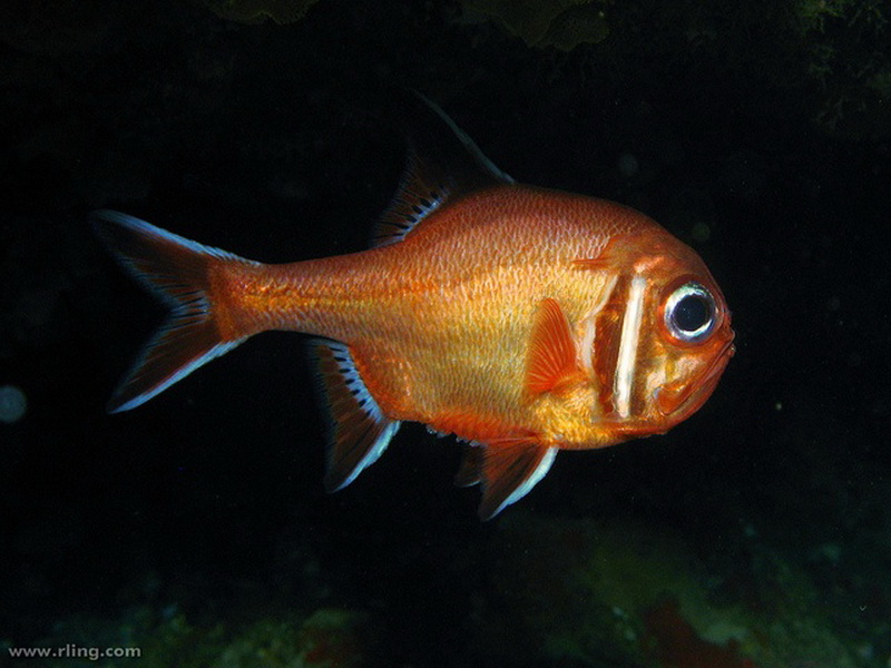 Southern Roughy(Trachichthys australis).jpg