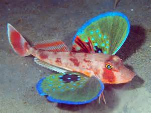 Butterfly Gurnard(Lepidotrigla vanessa).jpg