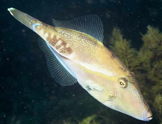 Toothbrush Leatherjacket(acanthuluteres vittiger).jpg