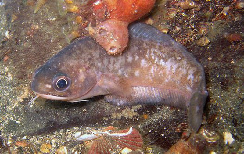 Red Cod(Pseudophycis bachus).jpg