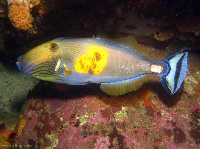 Sixspine Leatherjacket(Meuschenia freycineti).jpg