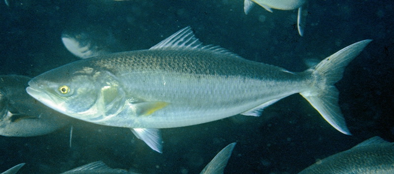 Salmon(Arripis truttaceus).jpg