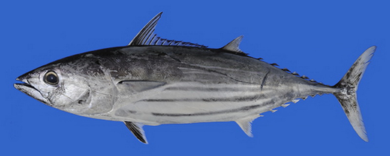 Striped Tuna(Katsuwonus pelamis).jpg
