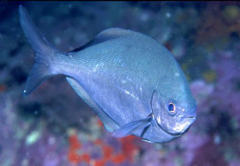 True Sweep(Scorpis lineolata).jpg