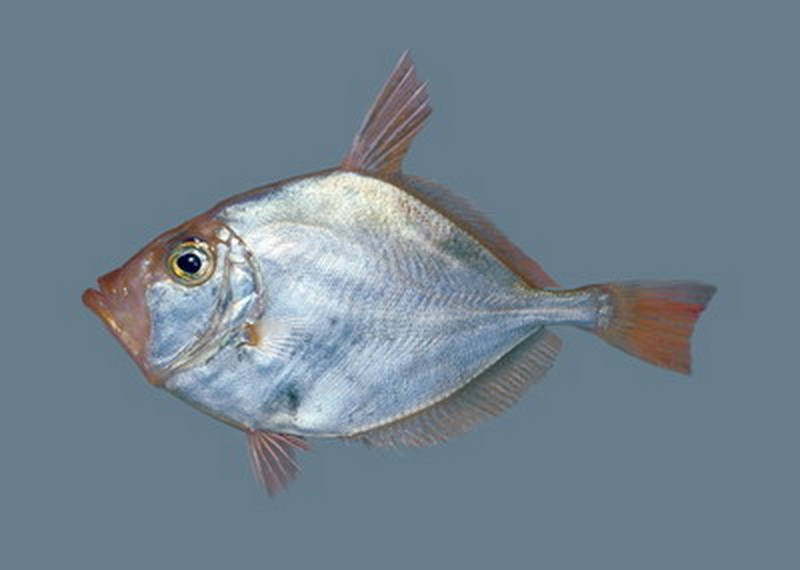 Silver Dory(Cyttus australis).png