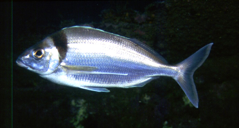 Jackass Fish(Nemadactylus macropterus).jpg